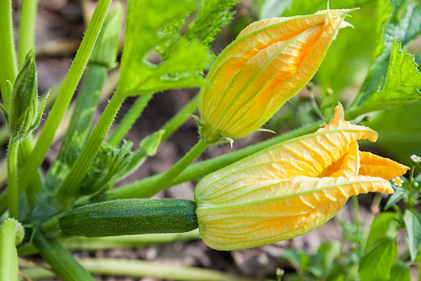 fleurs mâles et femelles courgettes - zucchini photos et images de collection