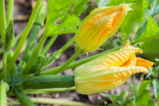 Male and female flowers of zucchini close-up