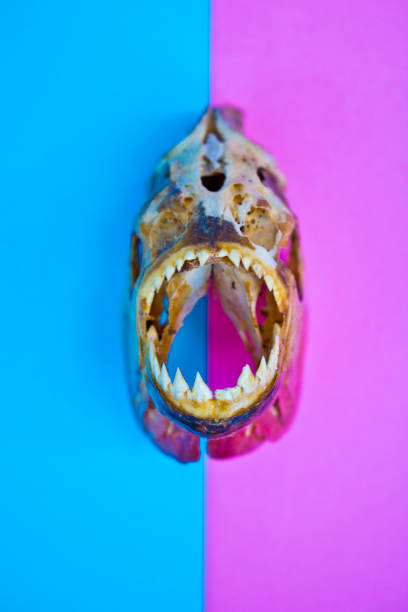 Piranha Skull on a Lined Abstract Background