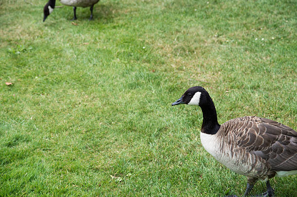 istock Canada goose looking for food 586927672