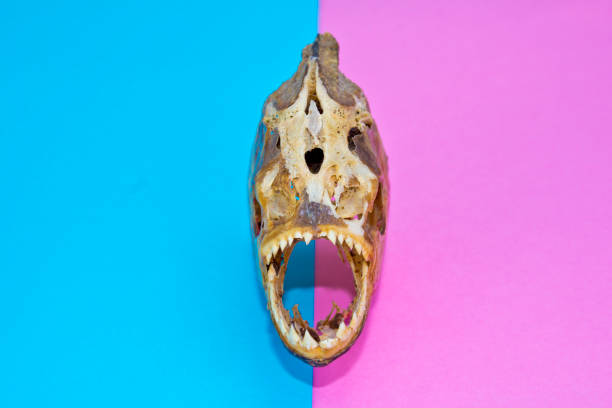 Piranha Skull on a Lined Abstract Background Piranha Skull on a Lined Abstract Background fish dead animal dead body death stock pictures, royalty-free photos & images
