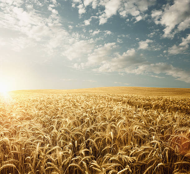 小麦のフィールド  - horizon over land rural scene horizon landscaped ストックフォトと画像