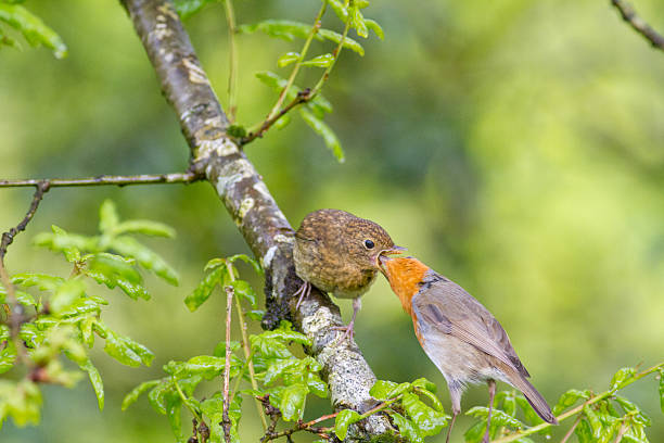 istock Male robin feeding juvenile fledgling 586930894