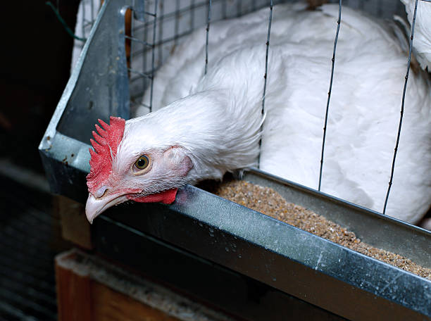 istock Broiler chickens eating combined feed in the cage 586931198