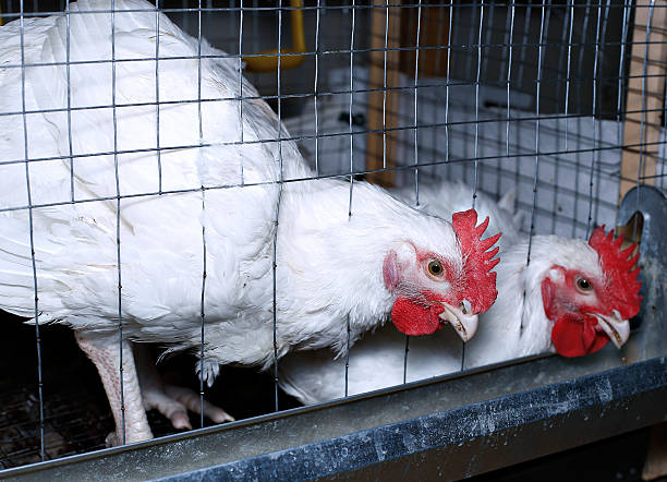 istock Broiler chickens eating combined feed in the cage 586931246