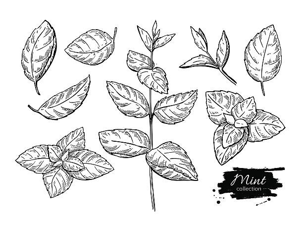 Mint vector drawing set. Isolated mint plant and leaves. Herbal Mint vector drawing set. Isolated mint plant and leaves. Herbal engraved style illustration. Detailed organic product sketch. Cooking spicy ingredient mint leaf culinary stock illustrations