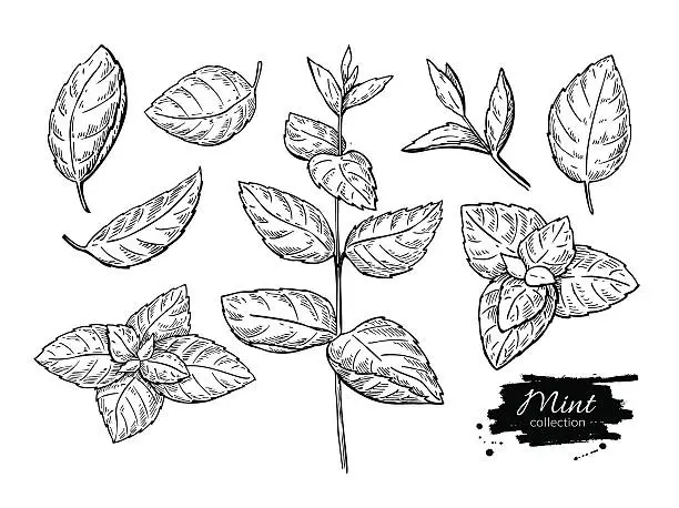 Vector illustration of Mint vector drawing set. Isolated mint plant and leaves. Herbal