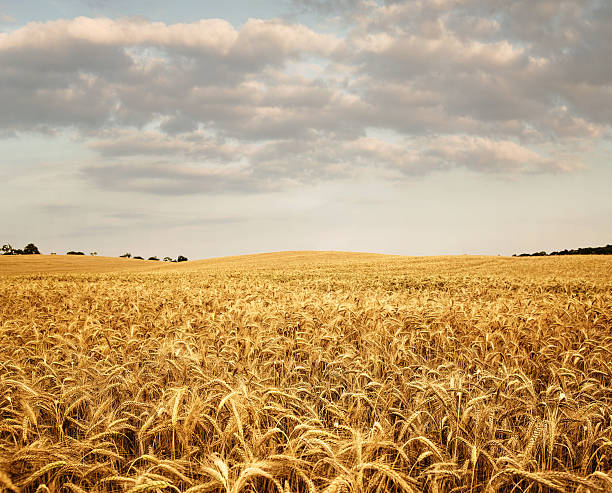 пшеничное поле  - homegrown produce wheat organic crop стоков�ые фото и изображения