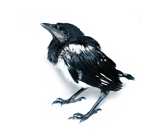 Baby magpie