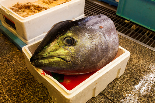 Head of a tuna fish seen in the Nishiki Market in Kyoto, Japan