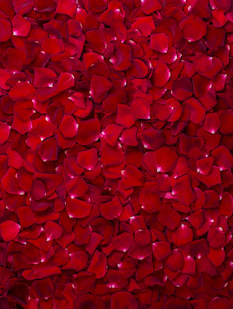 istock Background of beautiful red rose 586932276