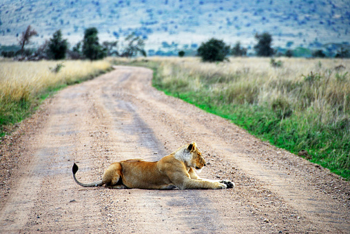 Lioness is resting in front of a vehicle in the Ngorongoro Crater in Tanzania.