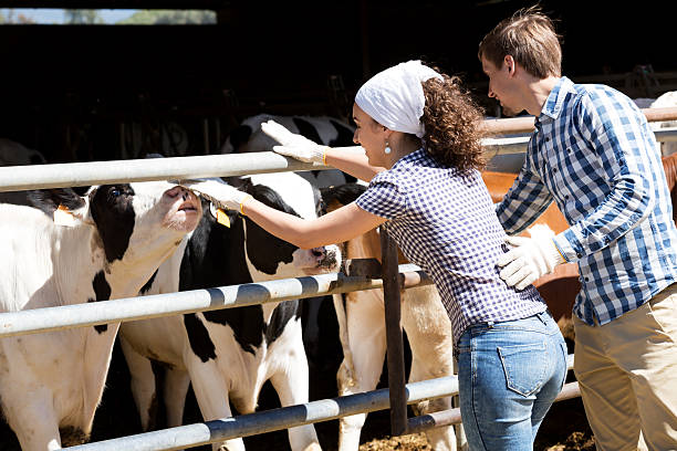 istock Man and woman touching cows 586932376
