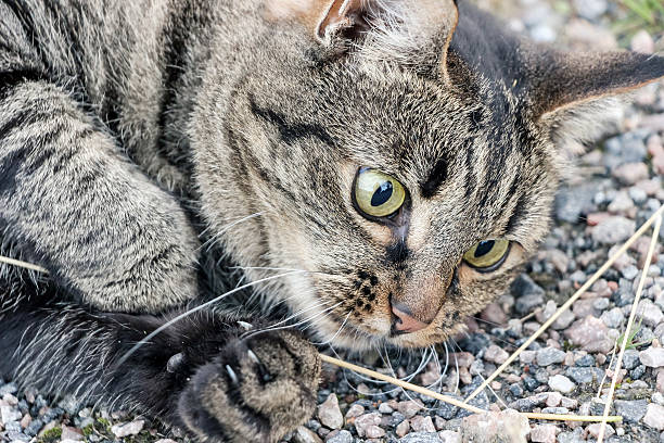 istock close up of cat playing with grass 586932820