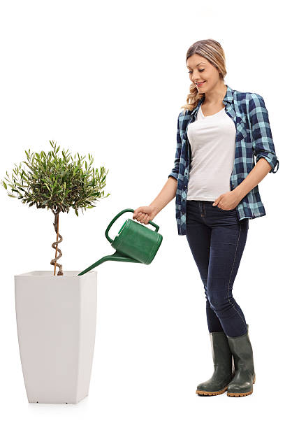 オリーブの木の植物に水をやっているかわいい女性 - planting tree human hand women ストックフォトと画像