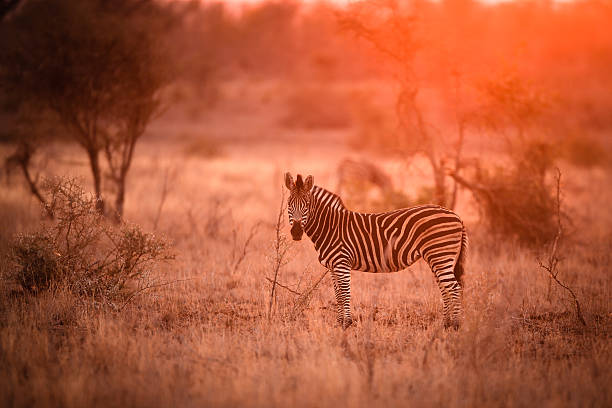 istock Zebra in the kruger national park 586933830