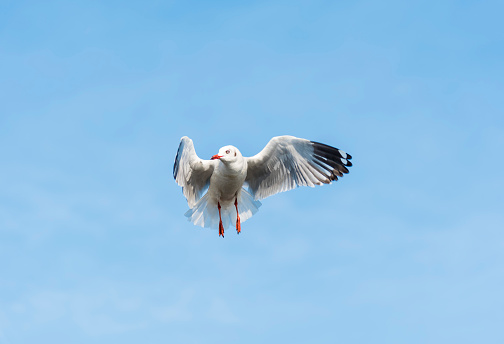A Seagull is stunningly waiting for Food in the Air with Blue Sky and Clouds for Nature Backgrounds.