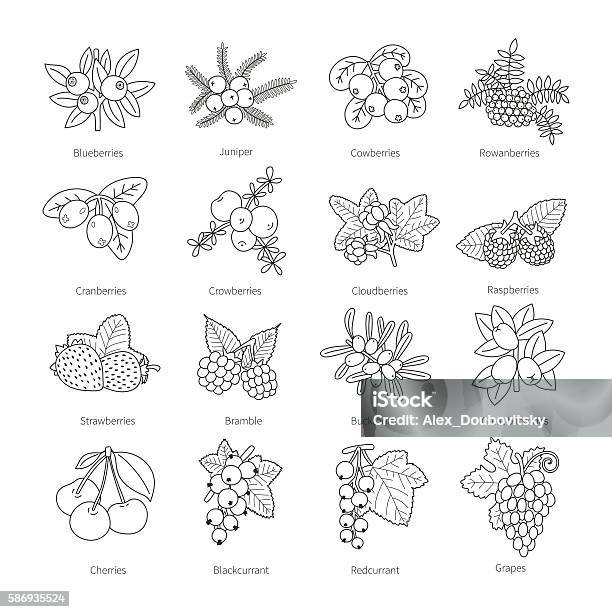 Set Of Vector Outline Doodle Pied Berries Isolated On White Stock Illustration - Download Image Now