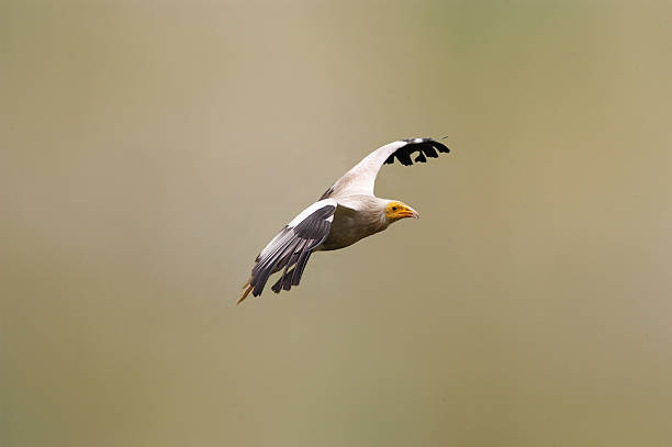 istock Egyptian vulture 586935980
