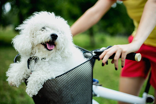 White dog in bike basket White dog in bike basket bicycle basket stock pictures, royalty-free photos & images