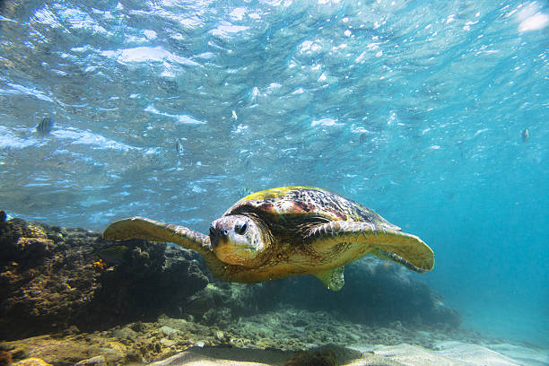 istock Green sea turtle (Chelonia mydas), Hikkaduwa. 586936558