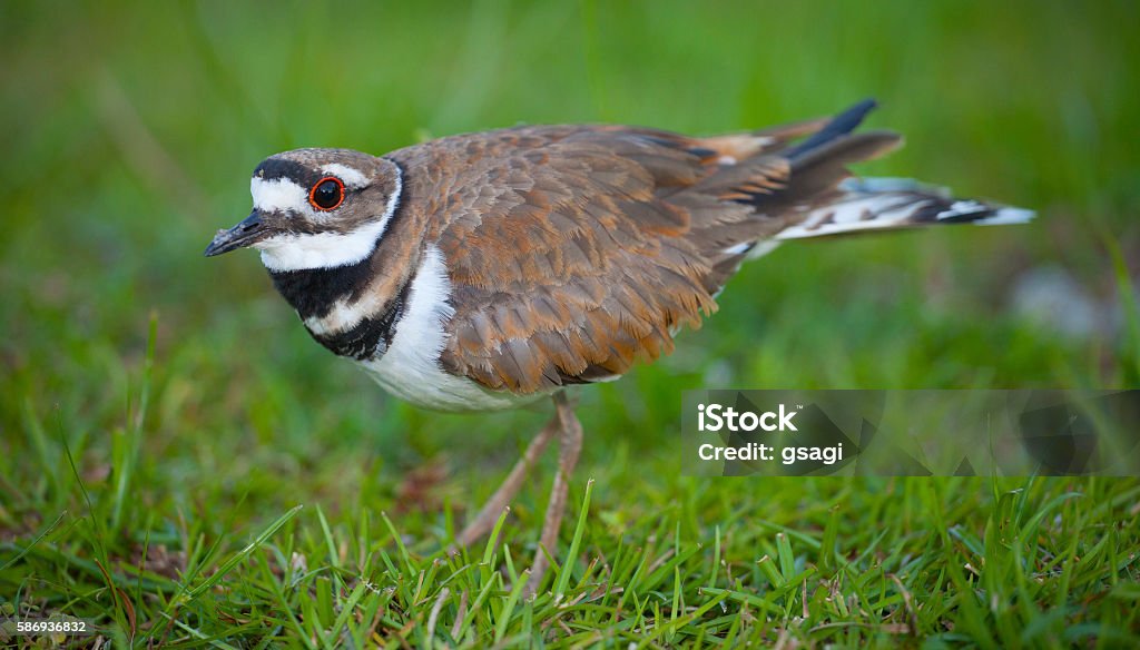 On watch Killdeer staying very close to a few eggs in the background Killdeer Stock Photo