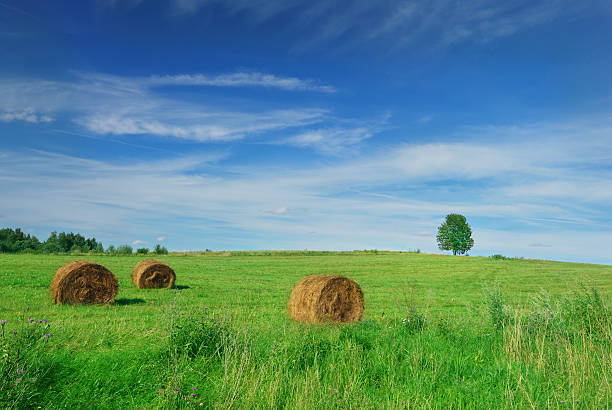 istock Lonely tree on the field with hay bales 586936908