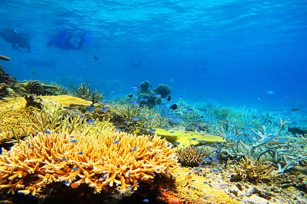 istock Coral reef of Miyakojima 586937290
