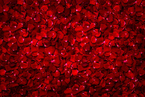 Background of beautiful red rose