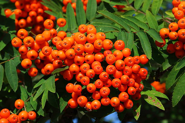 Orange Rowanberries (Hippophae rhamnoides) Orange Rowanberries (Hippophae rhamnoides). Orange unripe Rowanberries on a tree. rowanberry stock pictures, royalty-free photos & images