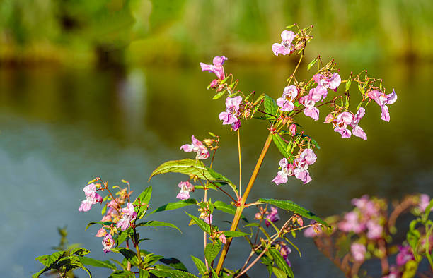 Pink flowering Himalayan Balsam plant on the waterfront Closeup of a budding and pink blossoming Himalayan Balsam or Impatiens glandulifera plant on the waterfront of a creek in a Dutch nature reserve in the summer season. ornamental jewelweed stock pictures, royalty-free photos & images