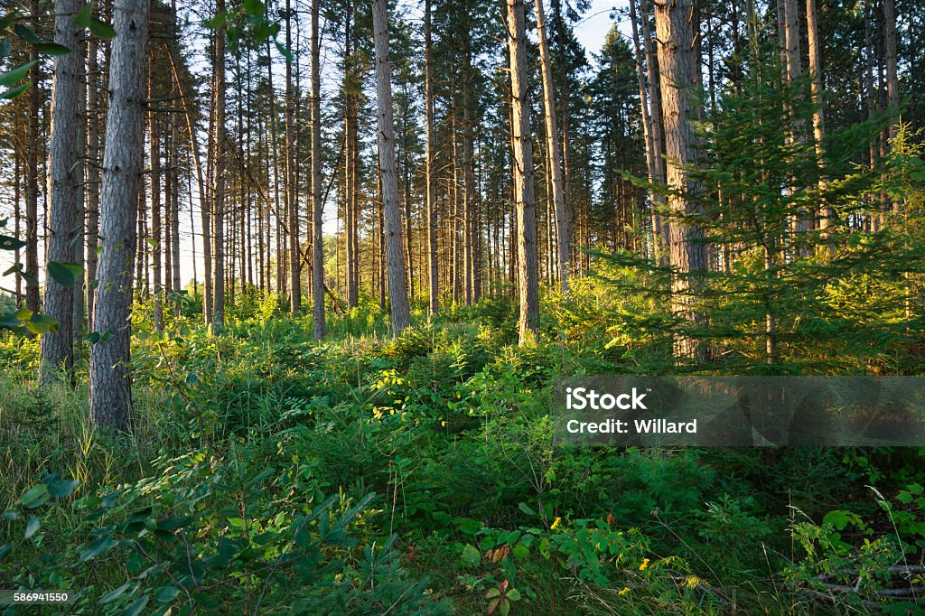 Morning light among pine trees in northern Minnesota forest Early morning light filters between tall pines in a northern Minnesota forest Minnesota Stock Photo