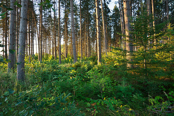 Morning light among pine trees in northern Minnesota forest stock photo