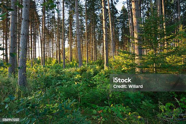 Morning Light Among Pine Trees In Northern Minnesota Forest Stock Photo - Download Image Now