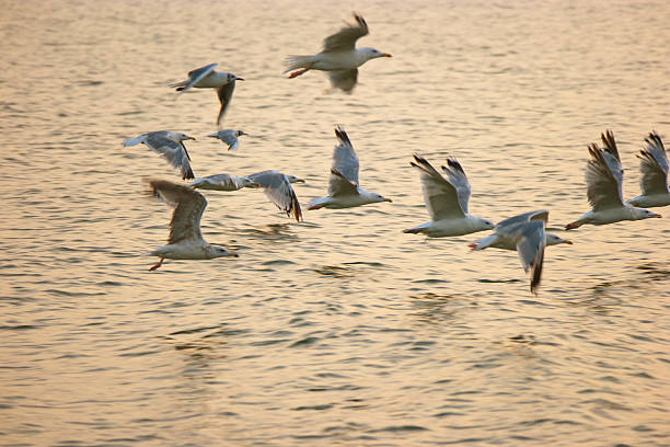 istock Flock of sea gulls fly away over  surface in warm 586942140