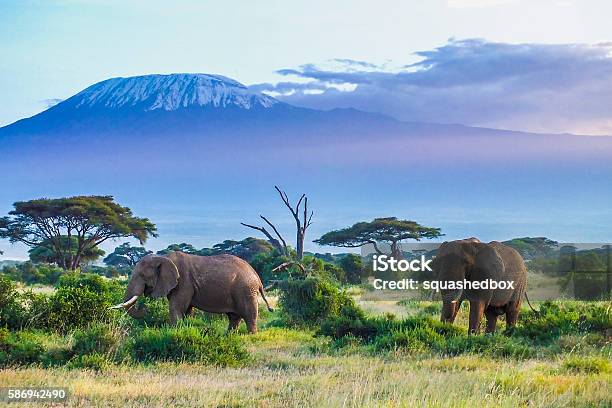 Elefanti E Kilimanjaro - Fotografie stock e altre immagini di Africa - Africa, Kenia, Tanzania