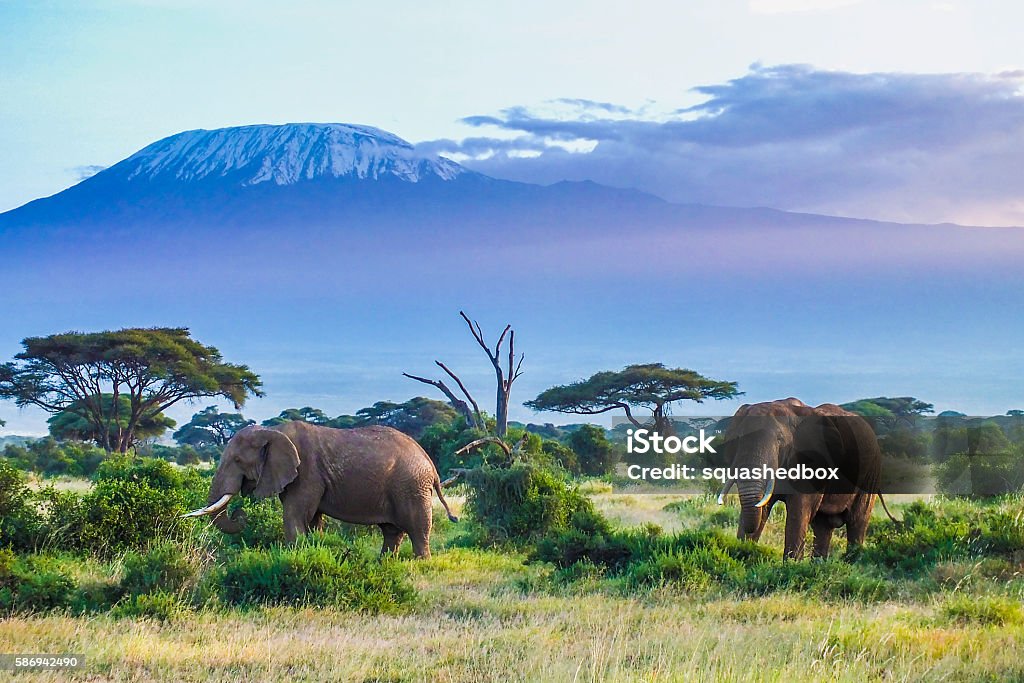 Elephants and Kilimanjaro Two Elephants and Kilimanjaro mountain Africa Stock Photo