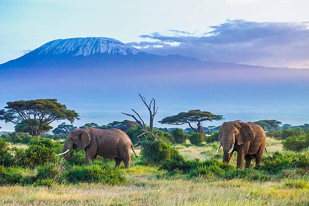 Elephants and Kilimanjaro Two Elephants and Kilimanjaro mountain cattle egret photos stock pictures, royalty-free photos & images