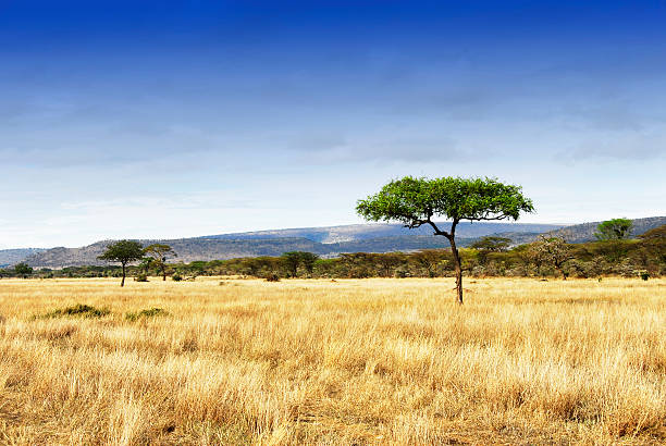 paisaje con árboles de acacia en el cráter de ngorongoro, tanzania - llanura fotografías e imágenes de stock