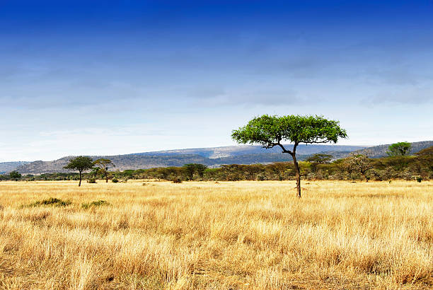 paysage avec des acacias dans le cratère du ngorongoro, tanzanie - savane photos et images de collection