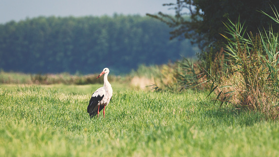 White stork 