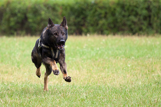 Running German Shepherd Running German Shepherd barking animal sound stock pictures, royalty-free photos & images