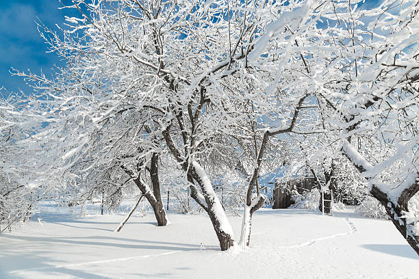 istock The snowy trees in January 586944234