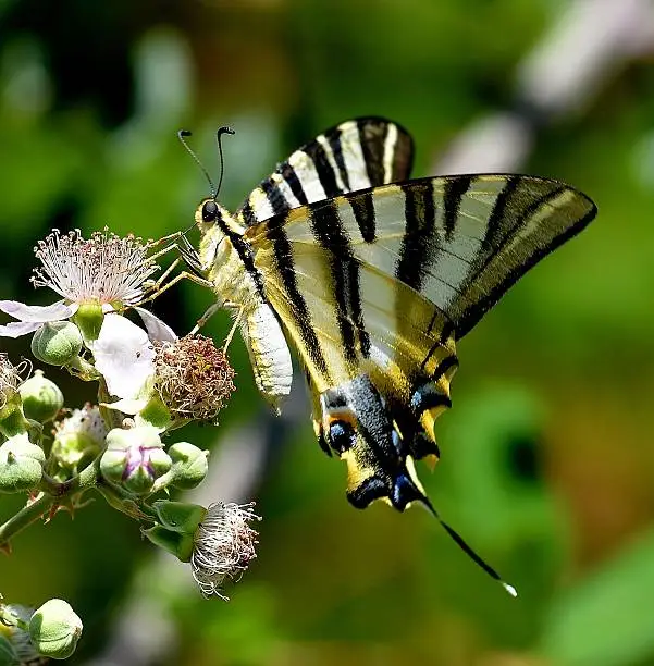 A scarce swallowtail butterfly