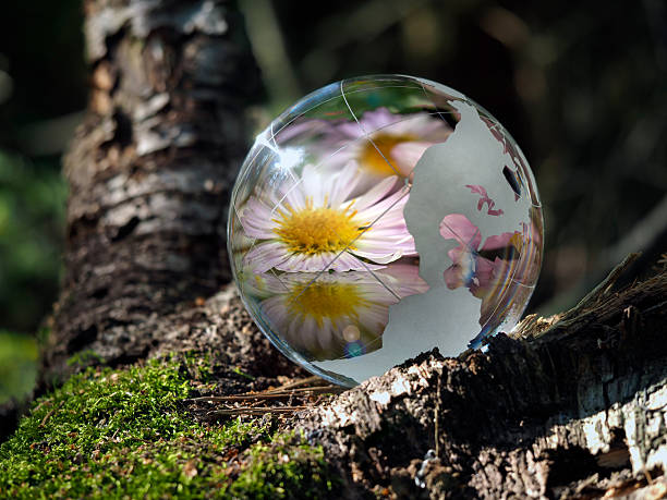istock Many flowers and blue sky reflected in a transparent bowl 586945366