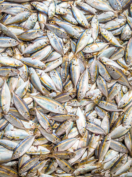 High Angle View Of Fresh Fish For Sale At Market