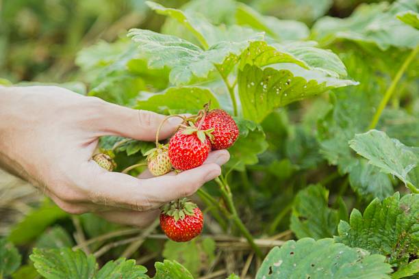 istock Human hand showing strawberry on the bush 586946108