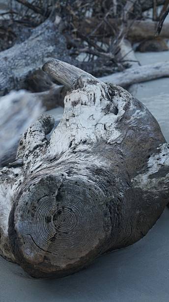 istock Wethered DriftwoodTree Trunk Fallen, Erosion, Hunting Beach, SC 586946234