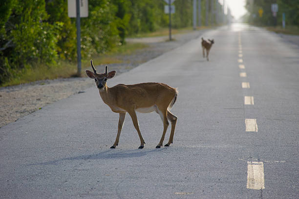 istock Key Deer on Highway in Florida Keys 586946384