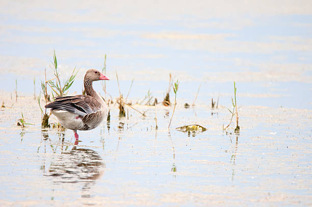 istock greylag goose standing in the lake 586946836